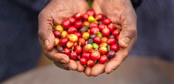 I profitti del caffè non raggiungono i coltivatori di caffè e i lavoratori sul campo